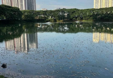 Ribuan Ikan Mati Terapung Di Tasik Danau Kota