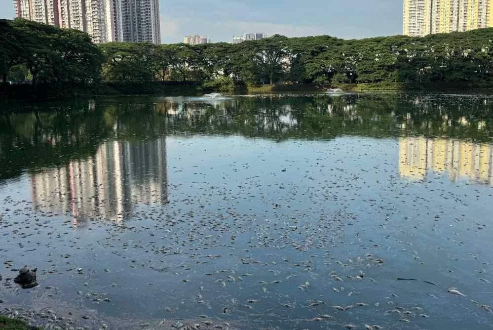 Ribuan Ikan Mati Terapung Di Tasik Danau Kota